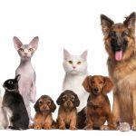 free pet adoptions