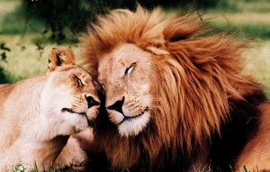 Lion in love