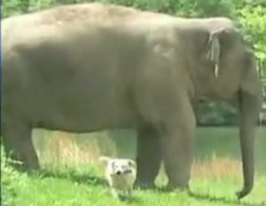 If an elephant and a dog can get along, then being tolerant of others should be easy
