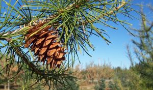 larch herbal supplement