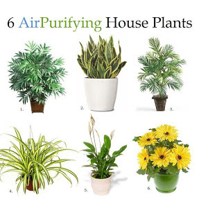 Houseplants That Produce The Most Oxygen And Are Nearly Foolproof   Houseplants That Produce Oxygen 